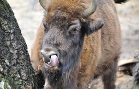 Bison bonasus