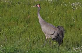 Grus grus