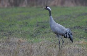 Grus grus