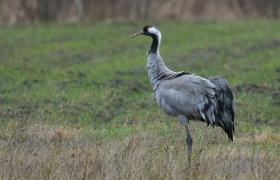 Grus grus