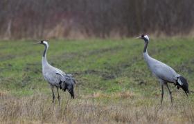 Grus grus