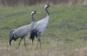 Grus grus