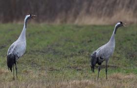Grus grus