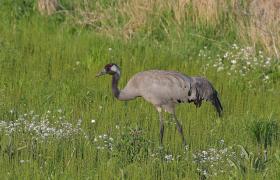 Grus grus