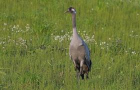 Grus grus