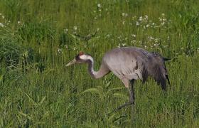 Grus grus