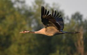Grus grus