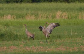 Grus grus