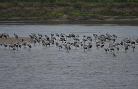 Grus grus