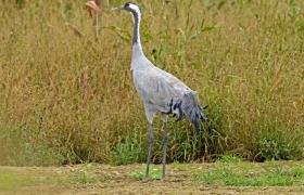 Grus grus