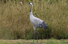 Grus grus