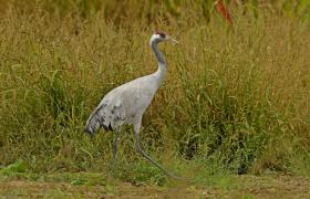 Grus grus