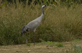 Grus grus