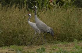 Grus grus