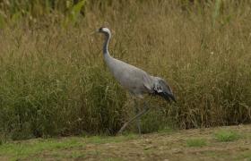 Grus grus