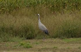 Grus grus