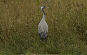 Grus grus