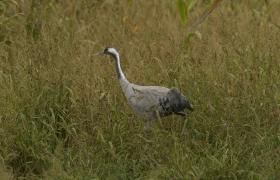 Grus grus