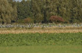 Grus grus
