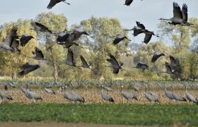 Grus grus