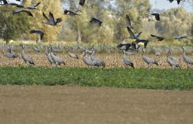 Grus grus