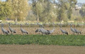 Grus grus