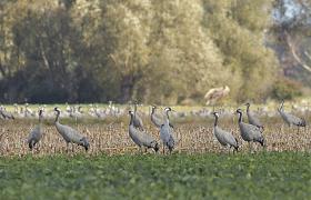 Grus grus
