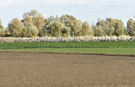 Grus grus