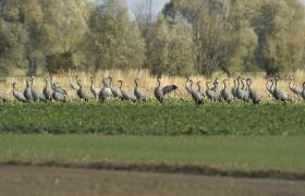 Grus grus