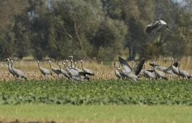 Grus grus