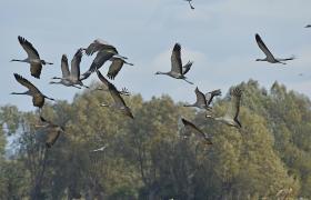 Grus grus