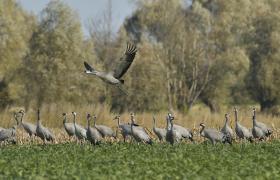 Grus grus