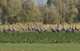 Grus grus