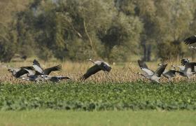 Grus grus