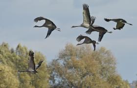 Grus grus