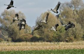 Grus grus