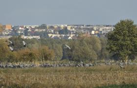 Grus grus