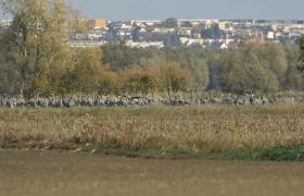 Grus grus