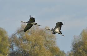 Grus grus