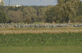 Grus grus