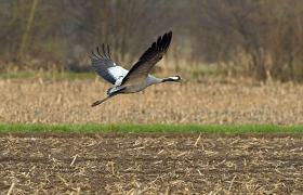 Grus grus