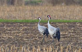 Grus grus