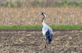 Grus grus