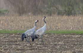 Grus grus