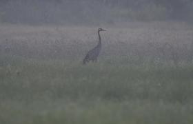 Grus grus