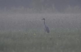 Grus grus