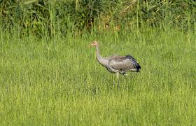 Grus grus