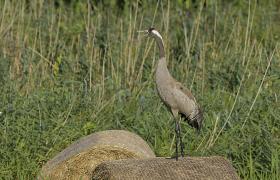 Grus grus
