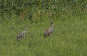 Grus grus