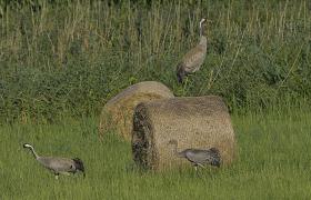 Grus grus